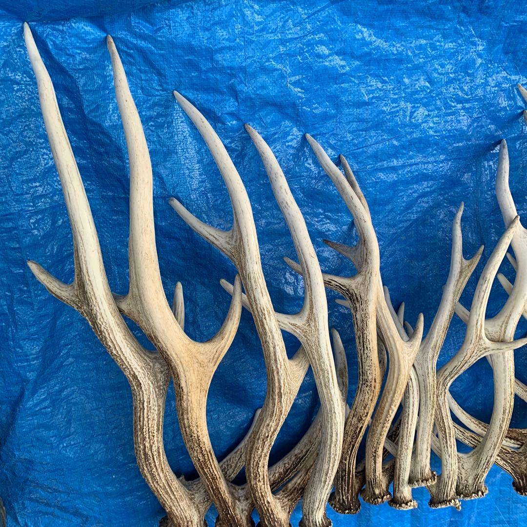No.2094『鹿角16本セット』鹿の角　エゾ鹿　鹿角　蝦夷鹿