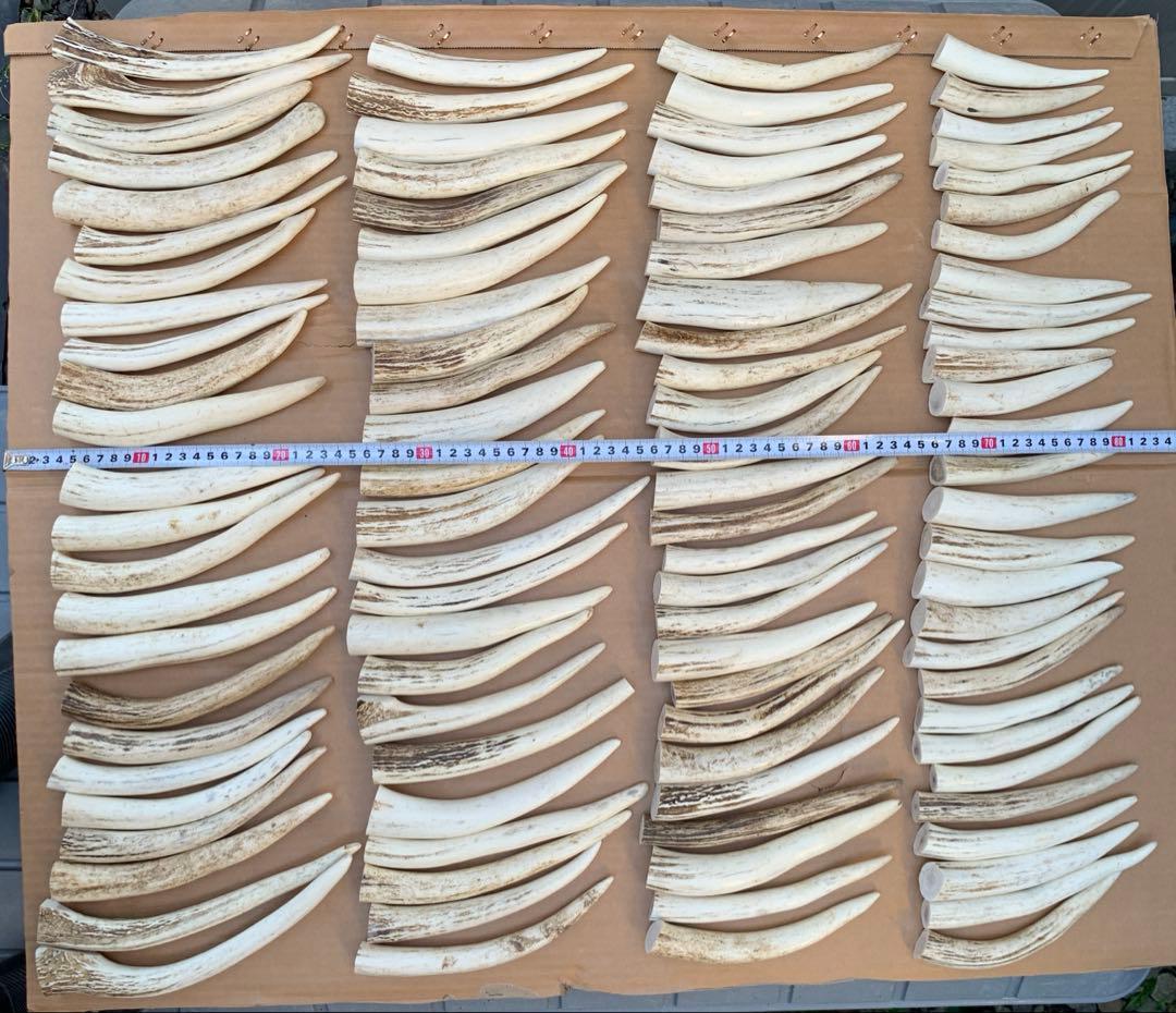 No.2136『鹿角先端102本セット』鹿の角　エゾ鹿　鹿角　蝦夷鹿