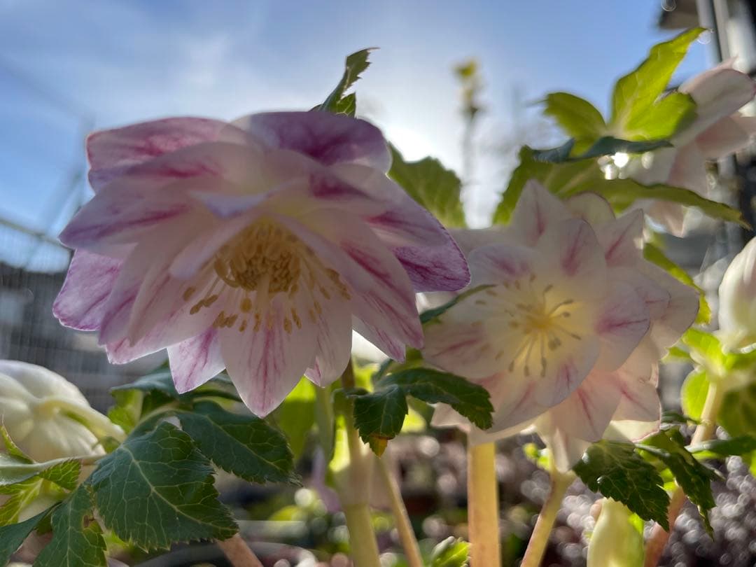 クリスマスローズ苗　プリマヴェーラ　加藤農園