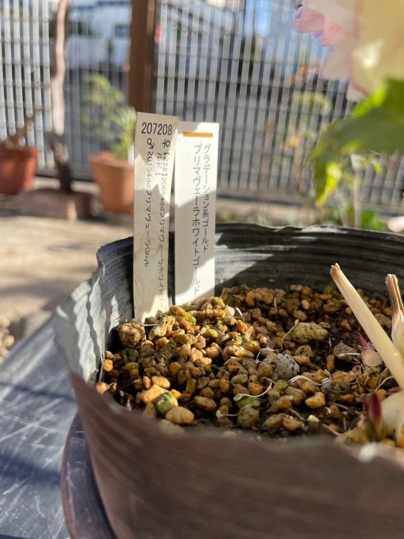 クリスマスローズ苗　プリマヴェーラ　加藤農園