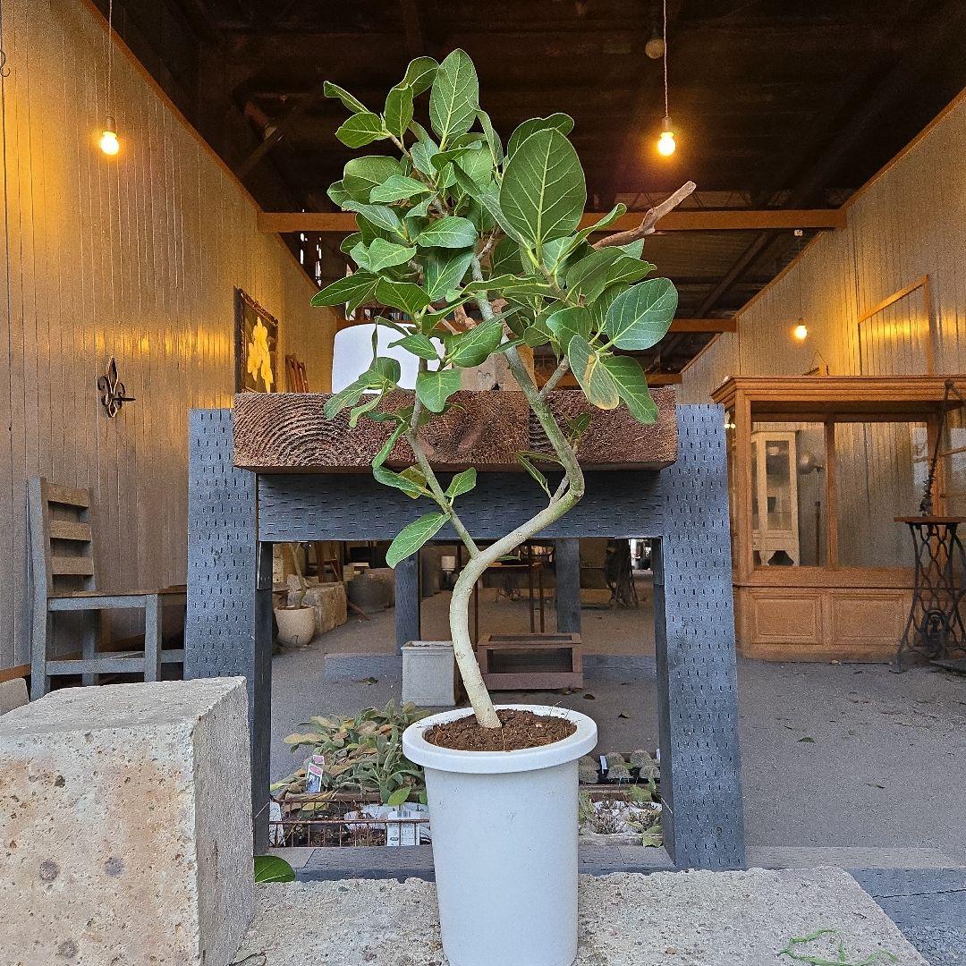 ⑦　フィカス　ベンガレンシ7号　曲がり仕立て最高等級極上品‼️