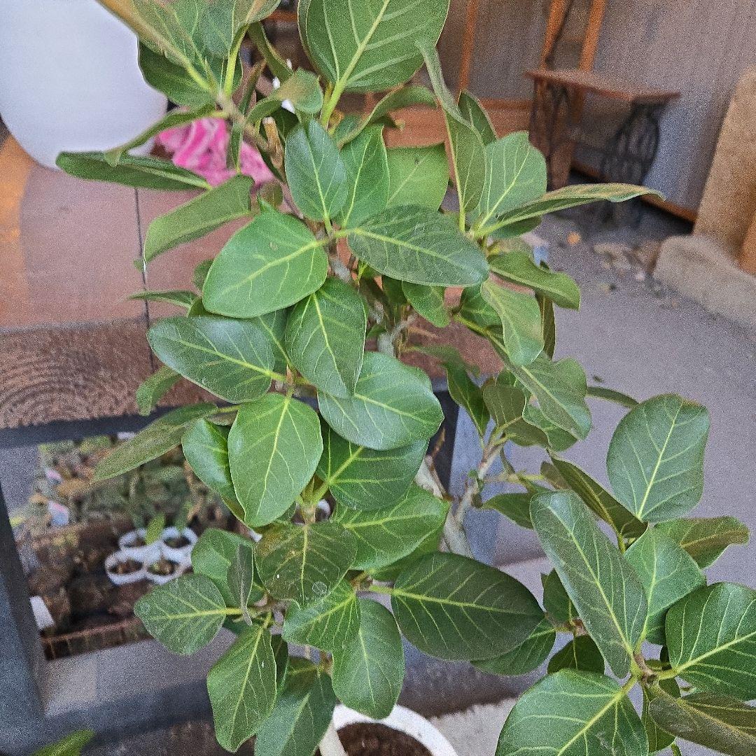 ⑦　フィカス　ベンガレンシ7号　曲がり仕立て最高等級極上品‼️