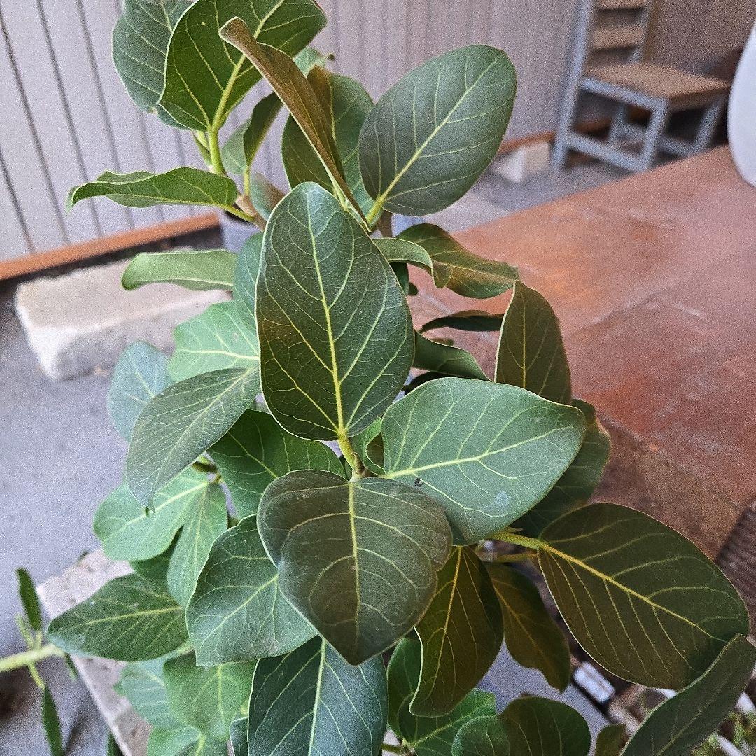 ⑦　フィカス　ベンガレンシ7号　曲がり仕立て最高等級極上品‼️