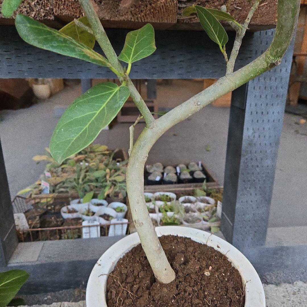 ⑦　フィカス　ベンガレンシ7号　曲がり仕立て最高等級極上品‼️