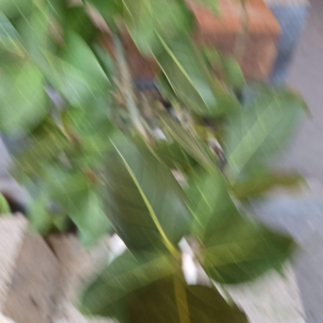 ⑦　フィカス　ベンガレンシ7号　曲がり仕立て最高等級極上品‼️