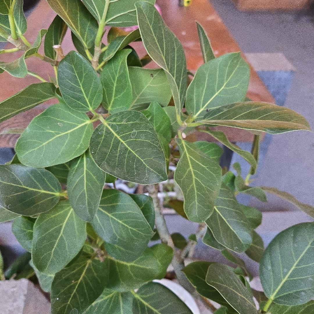 ⑦　フィカス　ベンガレンシ7号　曲がり仕立て最高等級極上品‼️