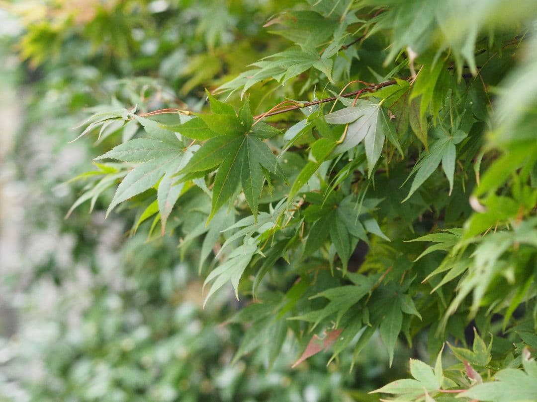 【作例あり】OLYMPUS M.ZUIKO DIGITAL 45mm F1.8