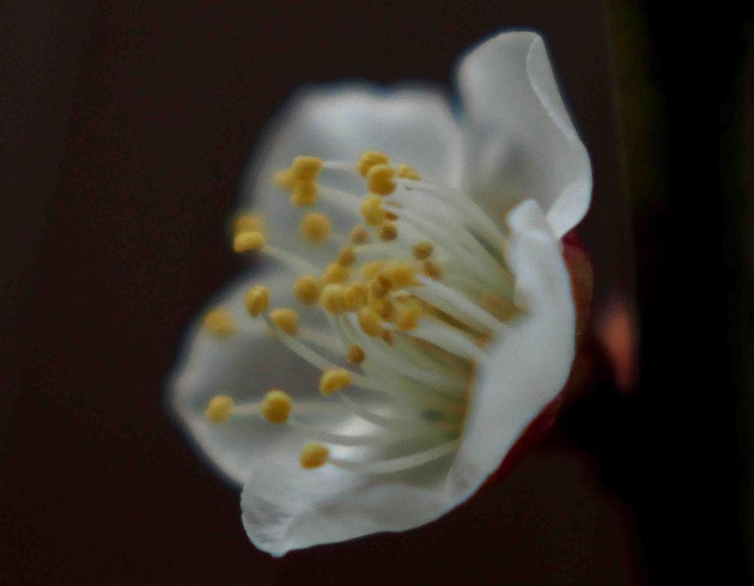 ヘリオス　44-2　M42マウント