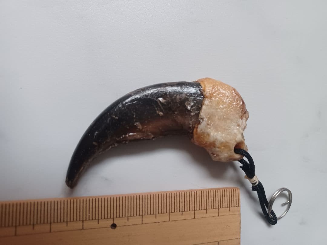 mamiさまおまとめ用 本物 天然 ヒグマの爪 ストラップ 約7cm