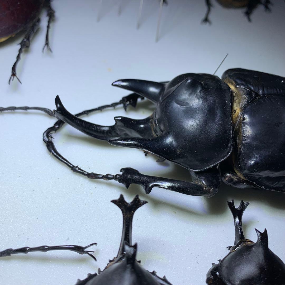 最終値下【特大120mm】アクティオンゾウカブト（レックス）標本