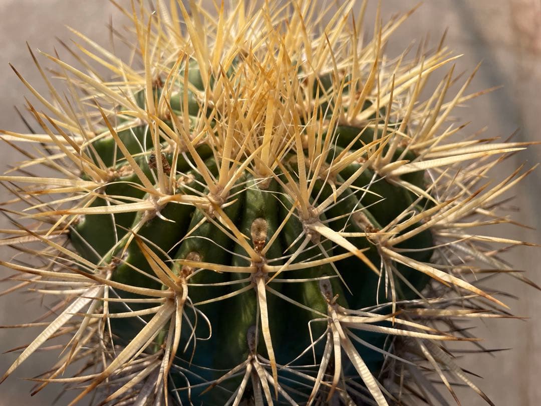 サボテン フェロカクタス 黄金冠 古株 巨大