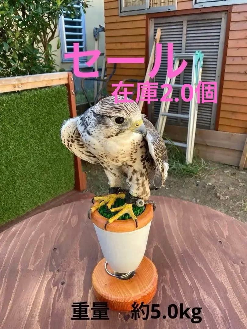 中型ファルコンブロック、猛禽パーチ（屋内用Mサイズ）