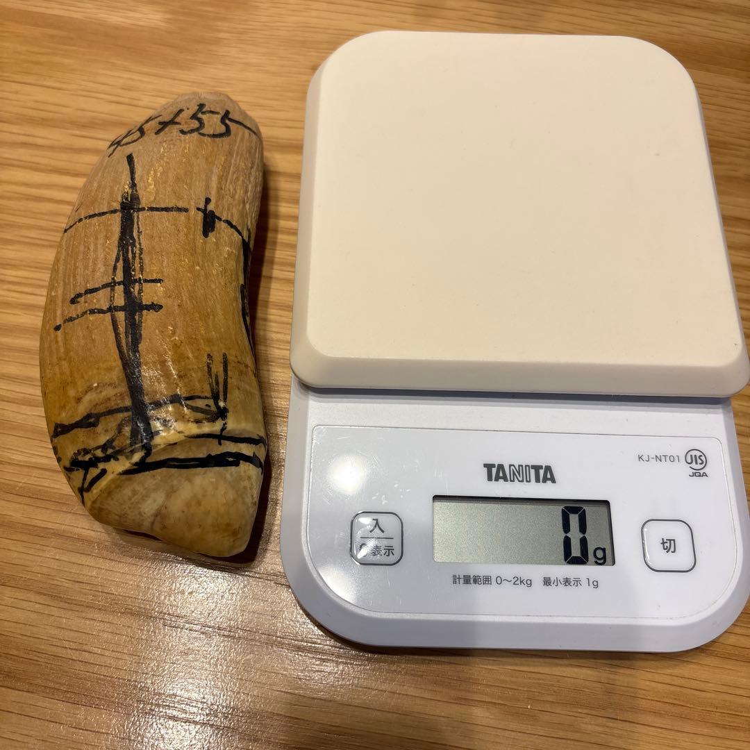 マッコウクジラの歯 382g 鯨牙 鯨歯 歯牙 天然素材 歯 印材