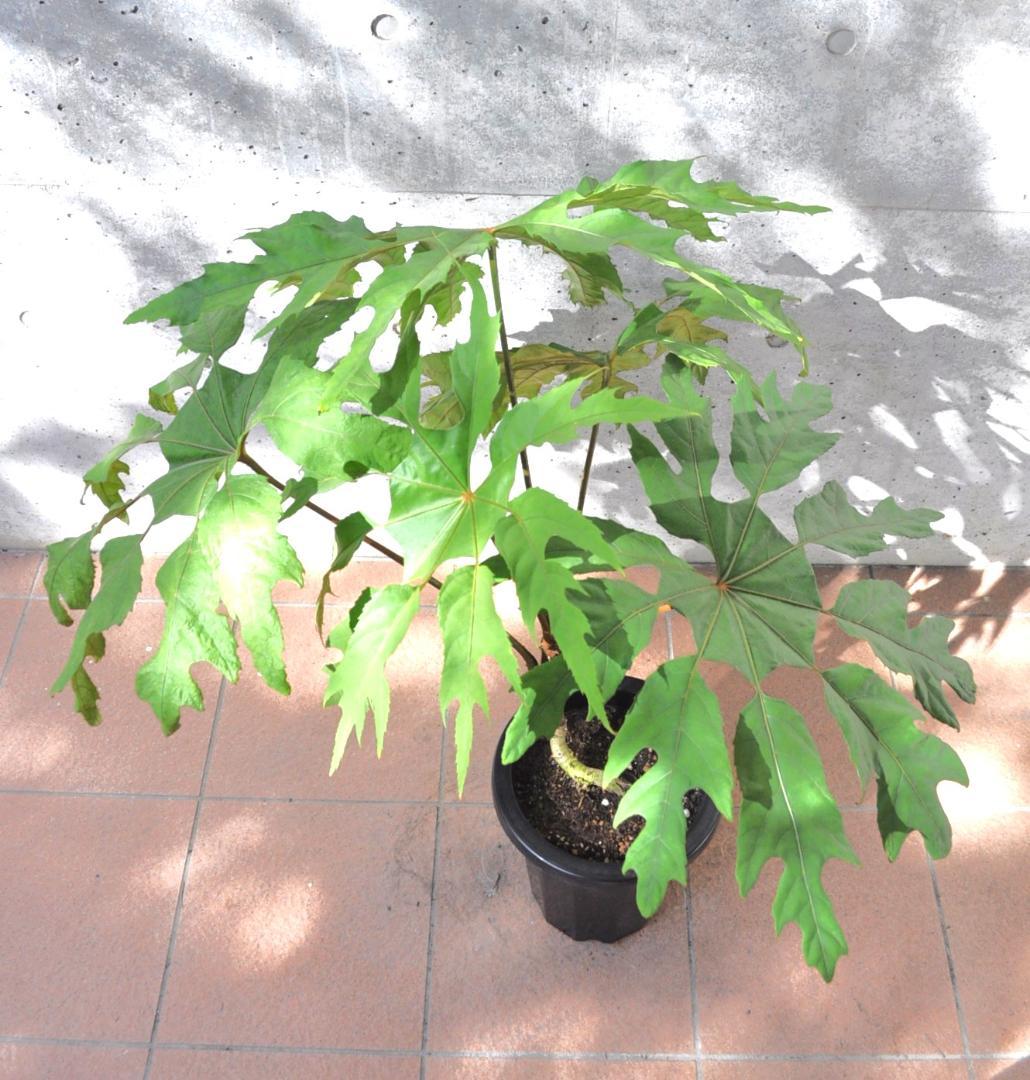 トレベシア ８号90cm