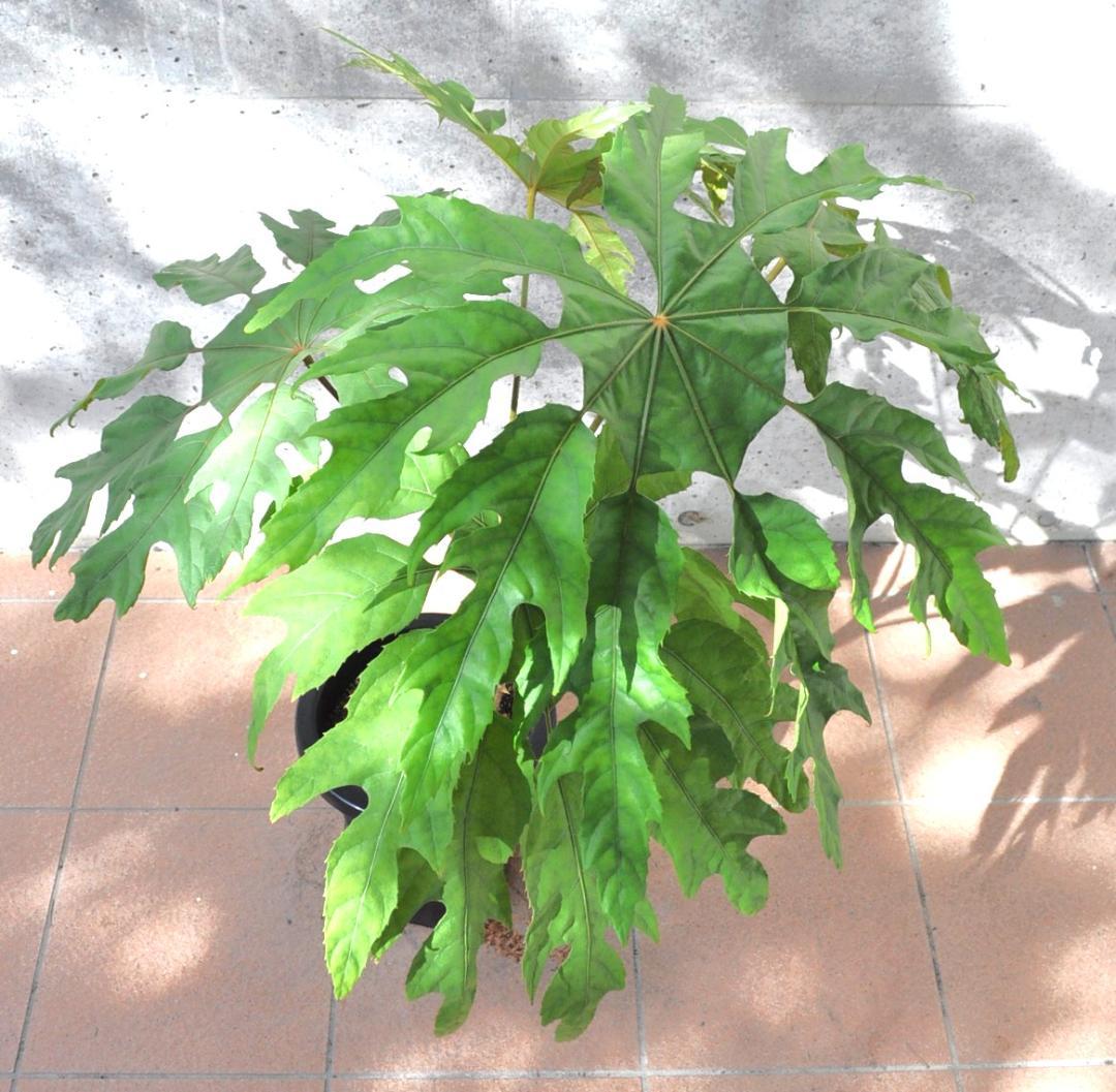 トレベシア ８号90cm