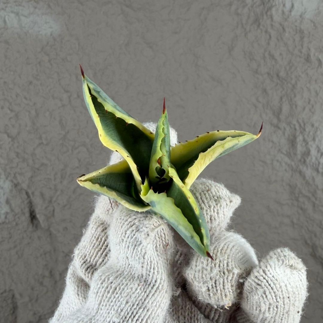 ニ*ス様 【アガベ　サルミアナ フェロックス ”リップル エフェクト”】天芽/Q