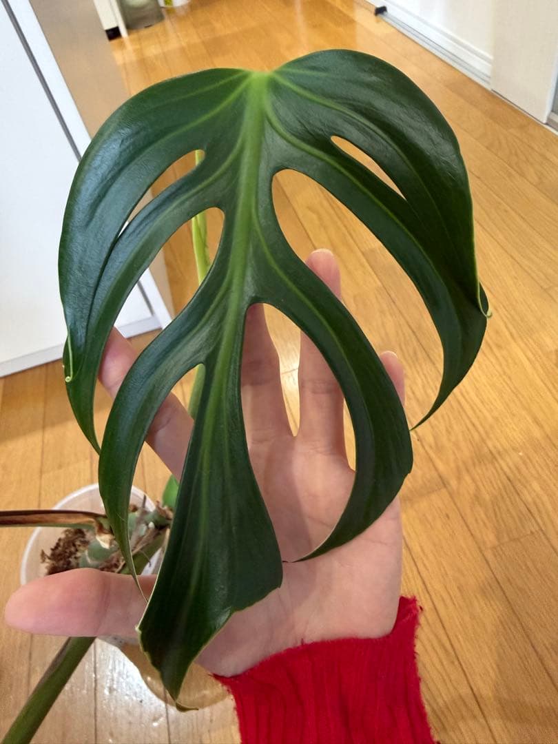 モンステラ　バールマルクス　フレーム