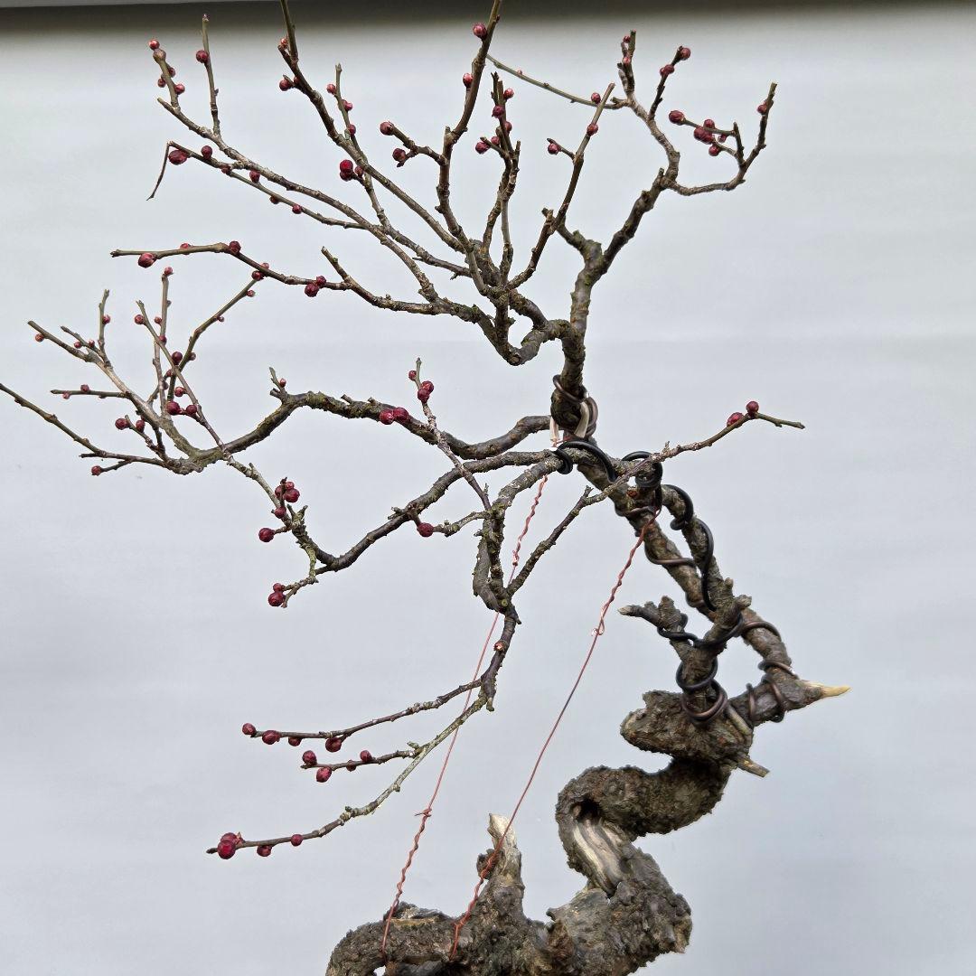 梅　(野梅系紅花八重咲き)[寒衣]　大品盆栽