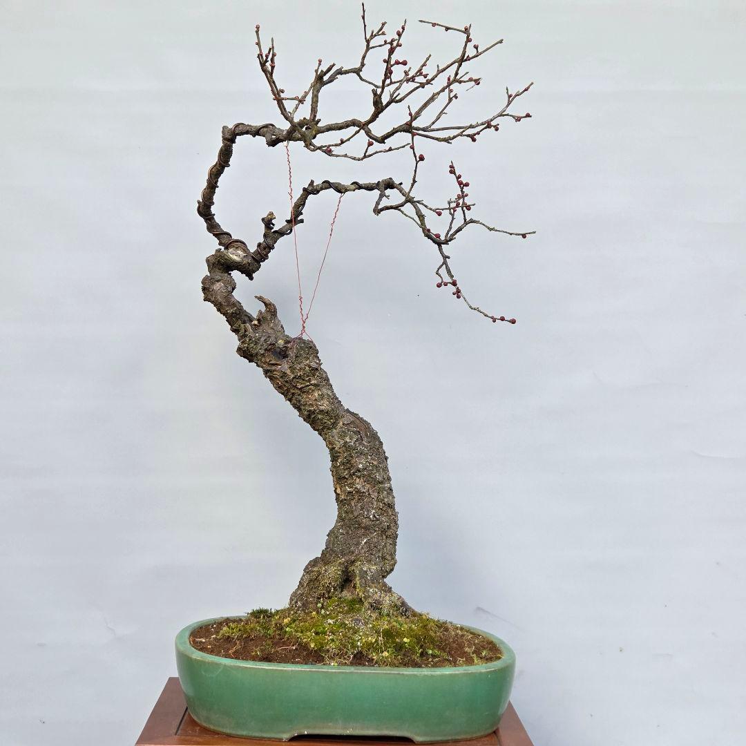 梅　(野梅系紅花八重咲き)[寒衣]　大品盆栽