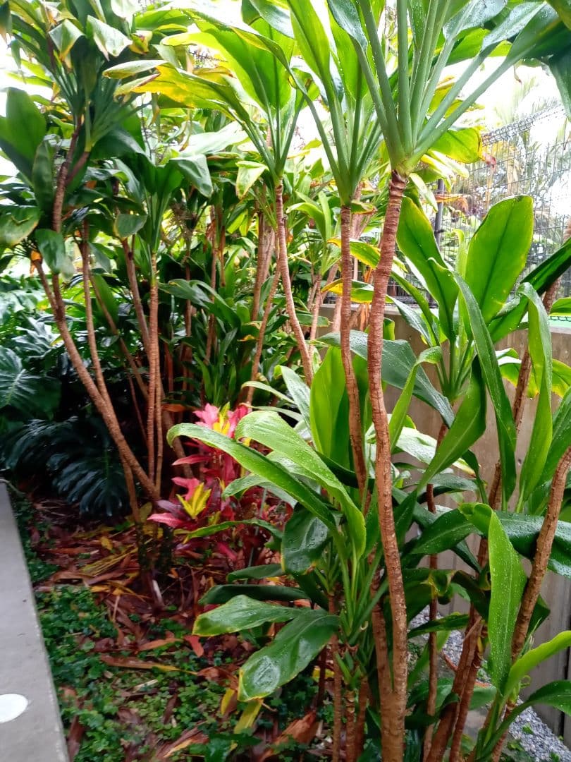 ハワイ産沖縄育ちの\"ティーリ−フ”