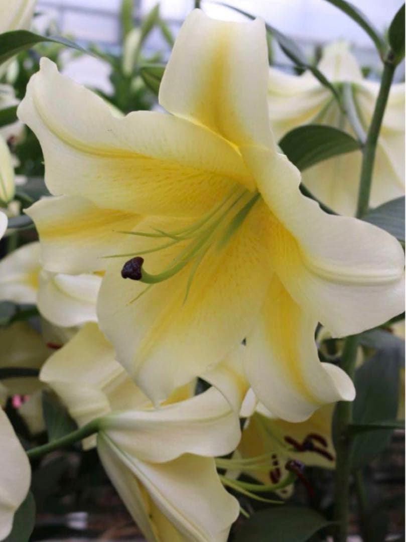 とわ　百合11種とチューリップ