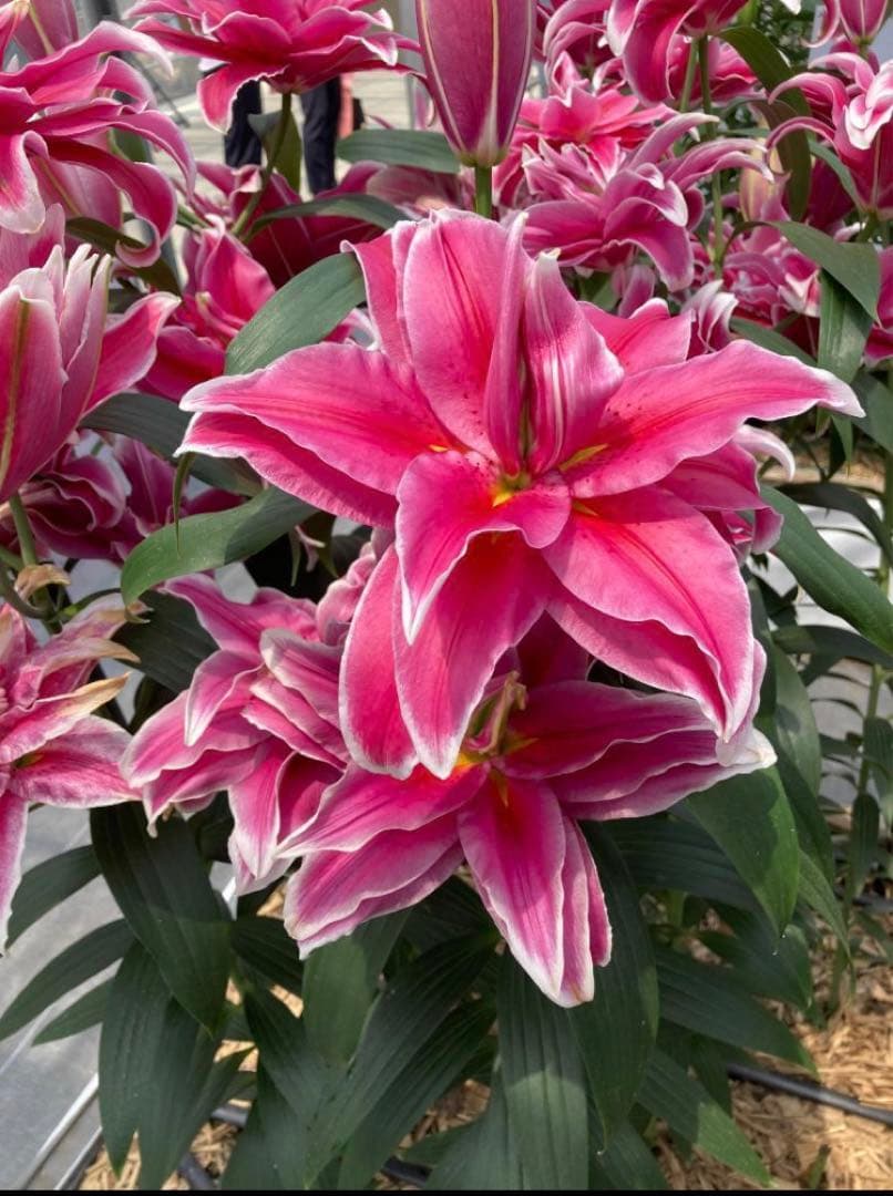 とわ　百合11種とチューリップ