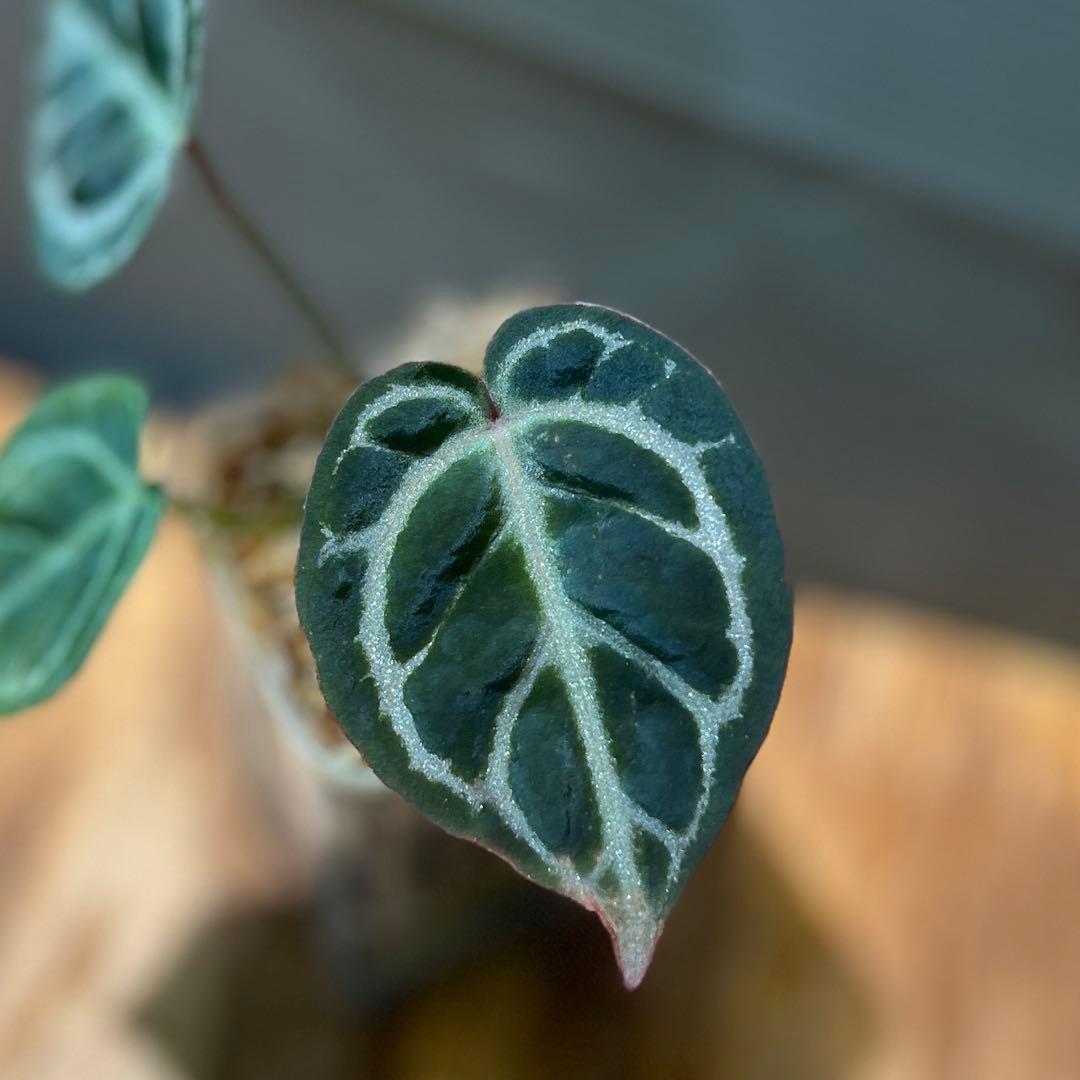 h*3様 Anthurium Mystic A88 良個体　レア　株分個体　②