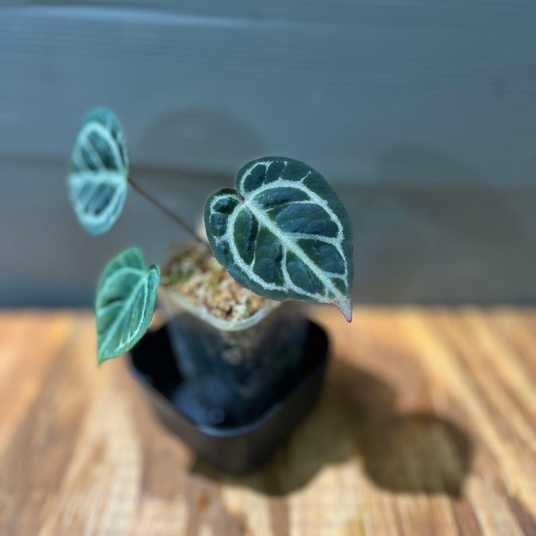 h*3様 Anthurium Mystic A88 良個体　レア　株分個体　②