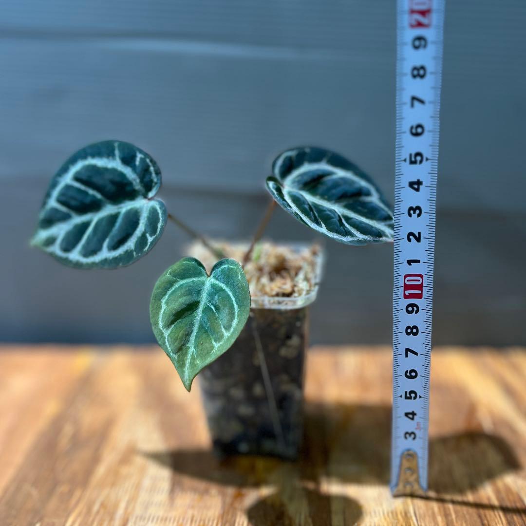 h*3様 Anthurium Mystic A88 良個体　レア　株分個体　②