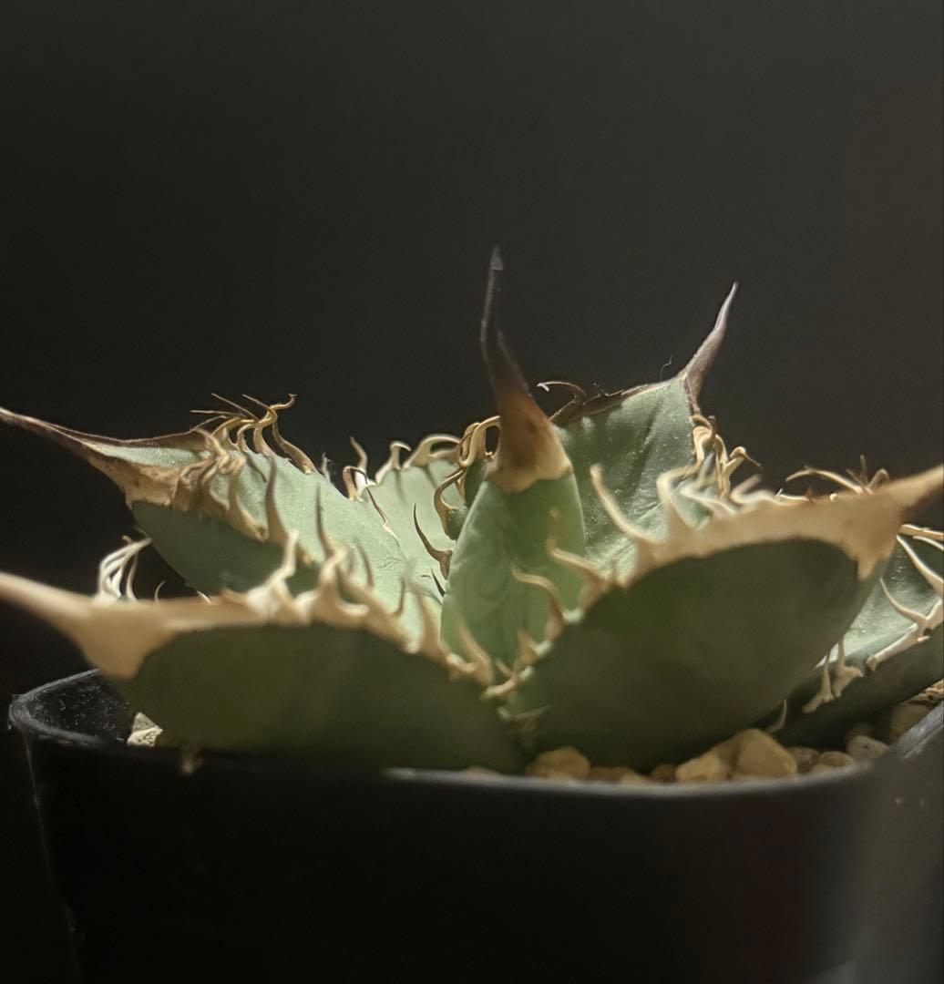 アガベ オテロイ 実生