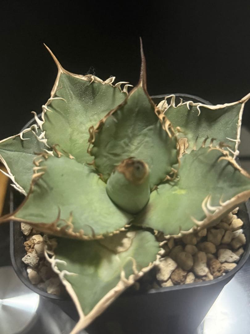 アガベ オテロイ 実生