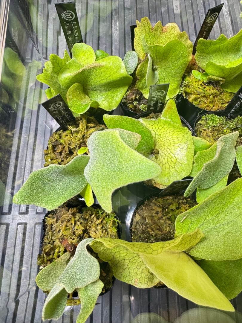 ビカクシダ　15種