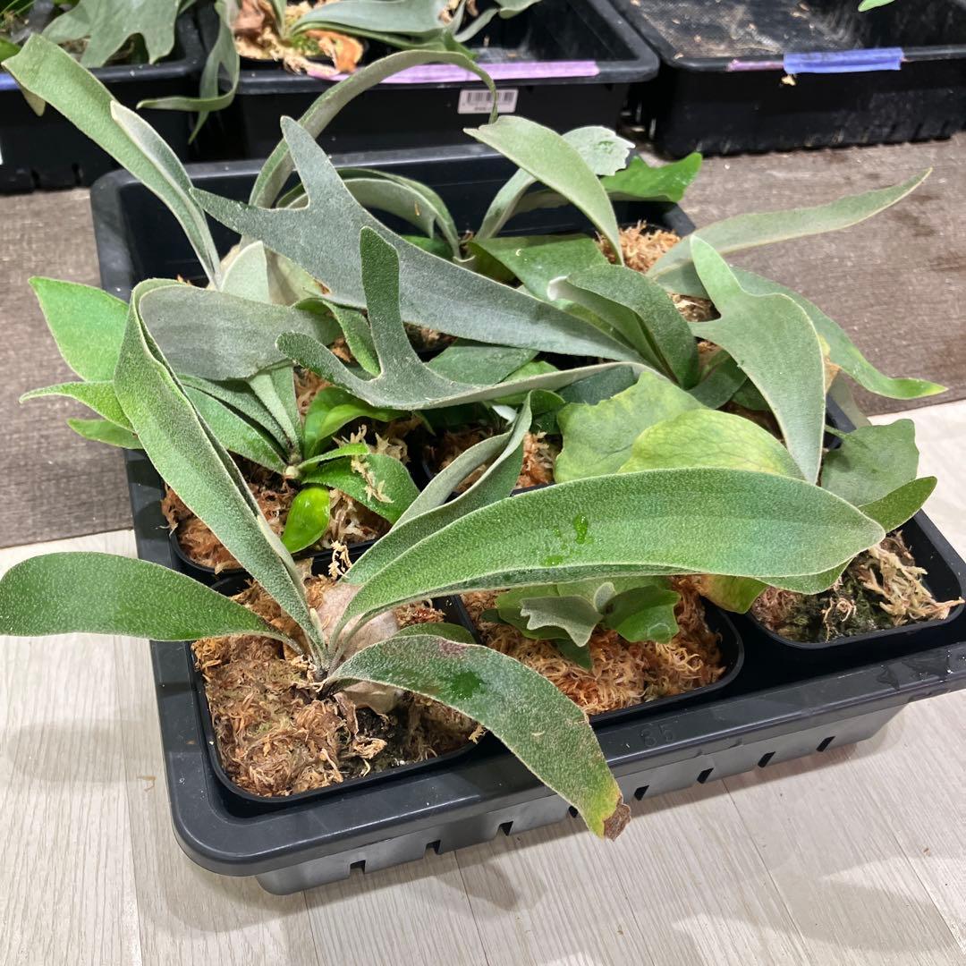 ウ*ロ様 福袋　ビカクシダ　9株