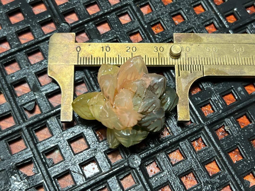 は*し様 6多肉植物 ハオルチア　オブツーサ錦 水中月錦 糊斑 鮮明錦 25株セ