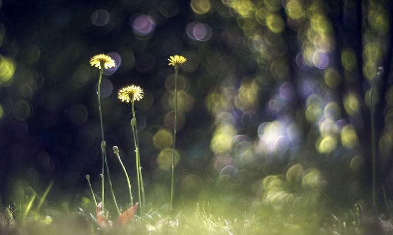 44 ペンタコン PENTACON 50mm F1.8　M42　アダプター付