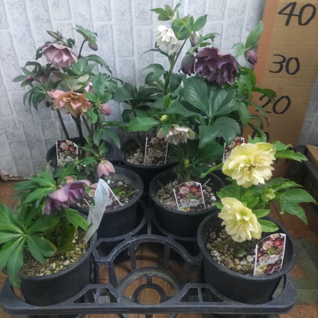 １０日入荷分⭐️クリスマスローズダブル咲き⭐️7鉢セット