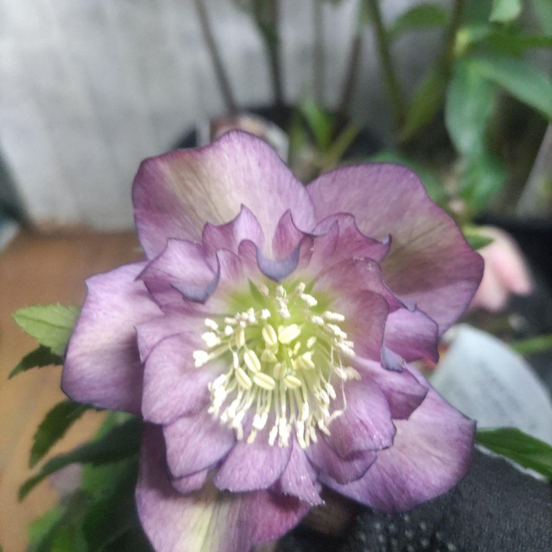 １０日入荷分⭐️クリスマスローズダブル咲き⭐️7鉢セット