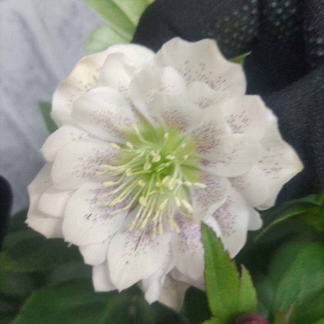 １０日入荷分⭐️クリスマスローズダブル咲き⭐️7鉢セット