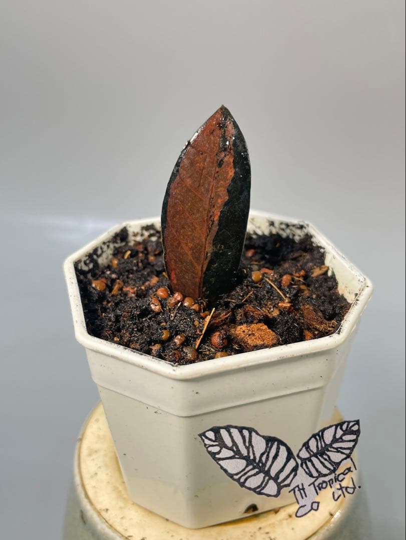 ザミオクルカス ブラック ピンクバリエガータ斑入りZZ plant 14