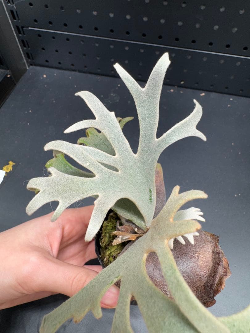 【平凡之鹿】ビカクシダ YMDS Totoro HHRナーセリータグ付け#070