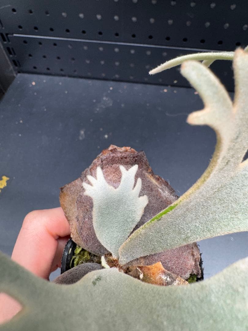 【平凡之鹿】ビカクシダ YMDS Totoro HHRナーセリータグ付け#070