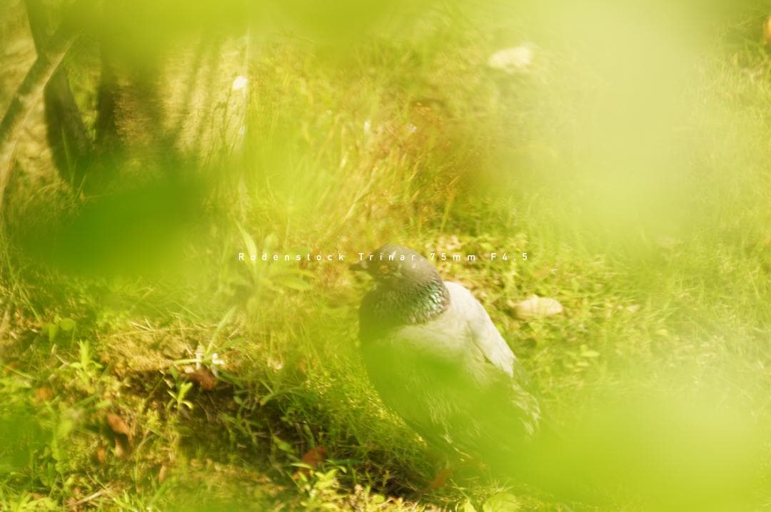 ★名門★Rodenstock Trinar 75mm F4.5 Lマウント 美品