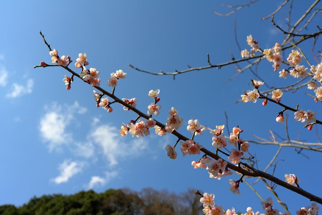 LEICA X1 シルバー