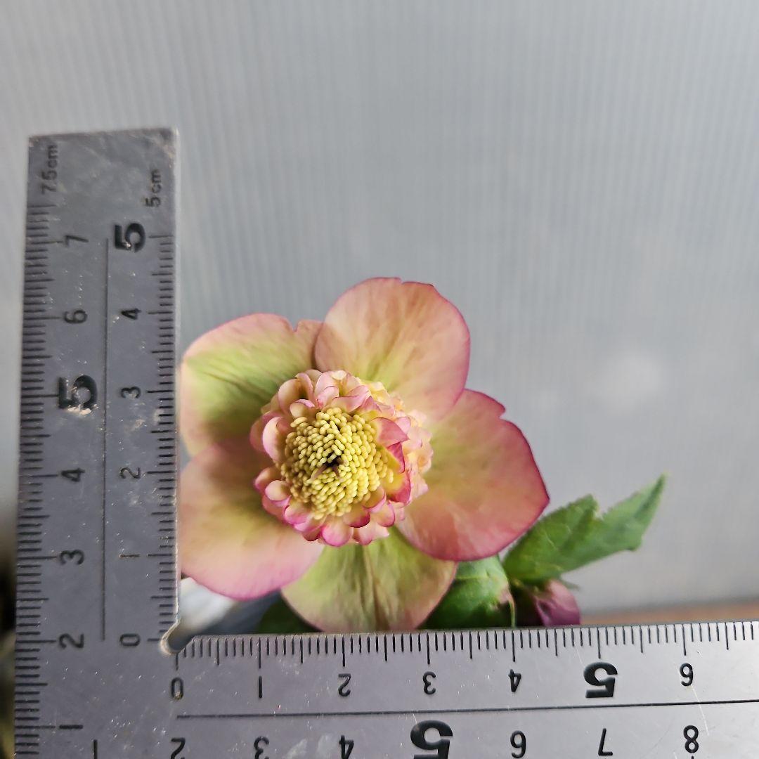 ㉖-516クリスマスローズ