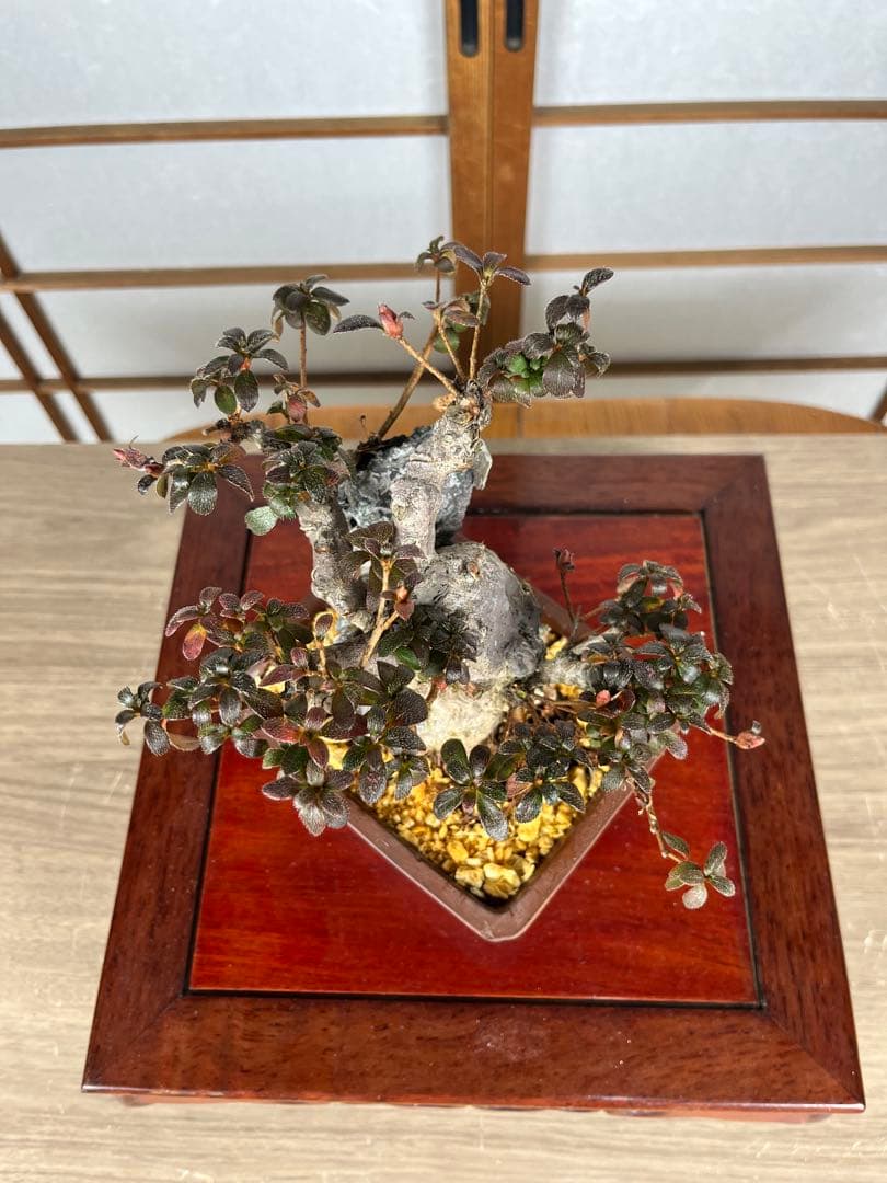 【皐月(さつき)】 品種不明品 \"菊姫(きくひめ) / (?) \" 小品盆栽