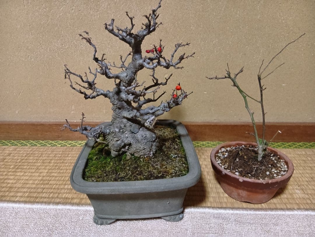 ‼️梅モドキ‼️雄木セット‼️