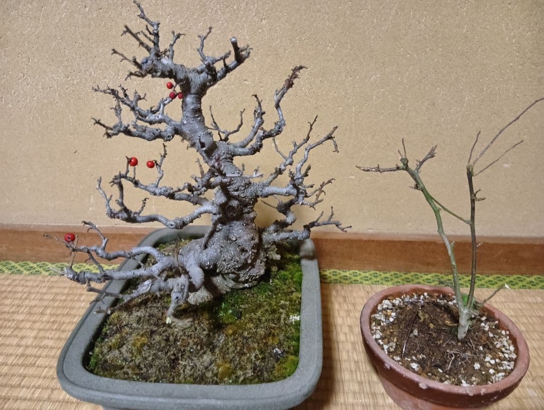 ‼️梅モドキ‼️雄木セット‼️