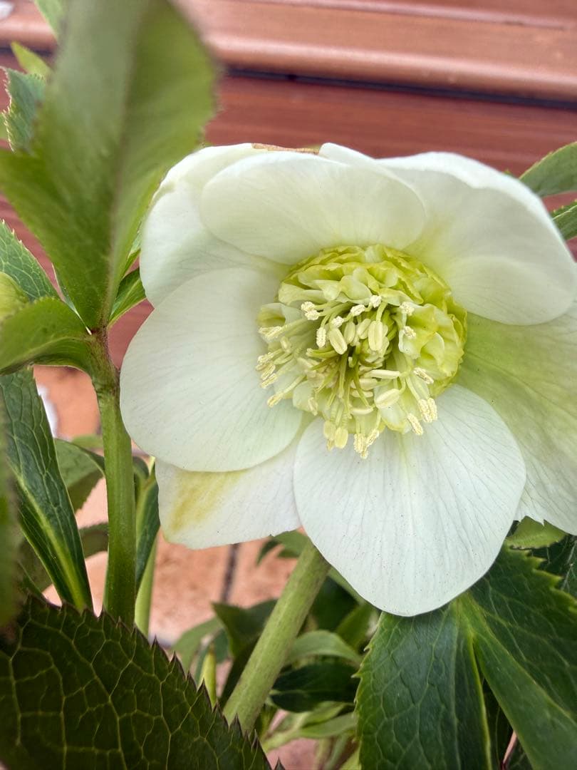 【未株分】クリスマスローズ 若泉ファーム 白セミダブル