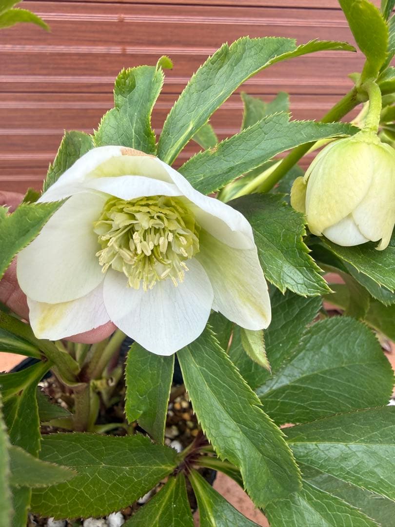 【未株分】クリスマスローズ 若泉ファーム 白セミダブル