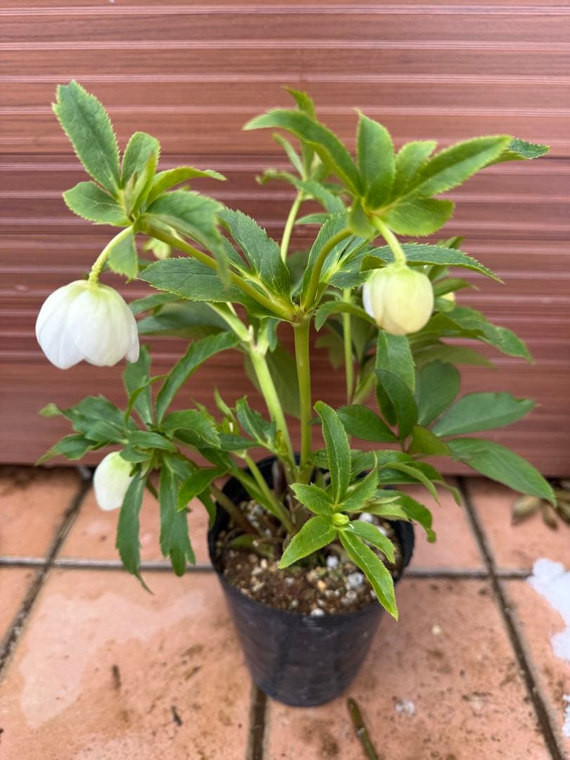 【未株分】クリスマスローズ 若泉ファーム 白セミダブル